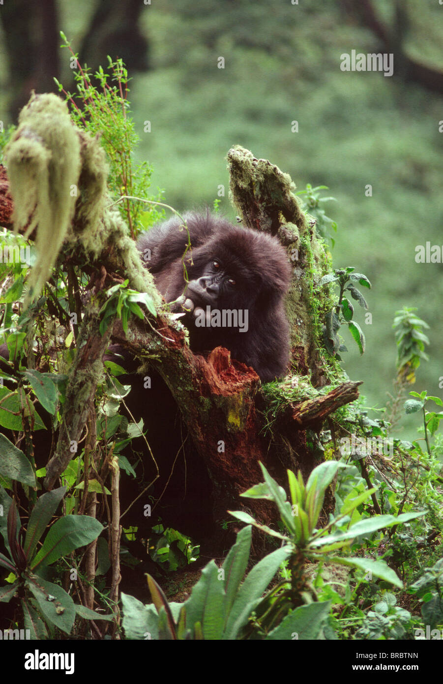 Gorille de montagne (Gorilla gorilla beringei), jeunes volcans Virunga, Rwanda Banque D'Images