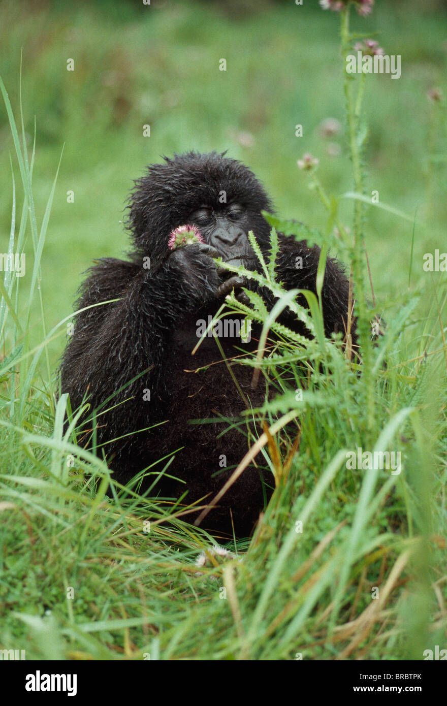 Les gorilles de montagne (Gorilla beringei. g) les jeunes filles l'alimentation, Volcans Virunga, Rwanda Banque D'Images