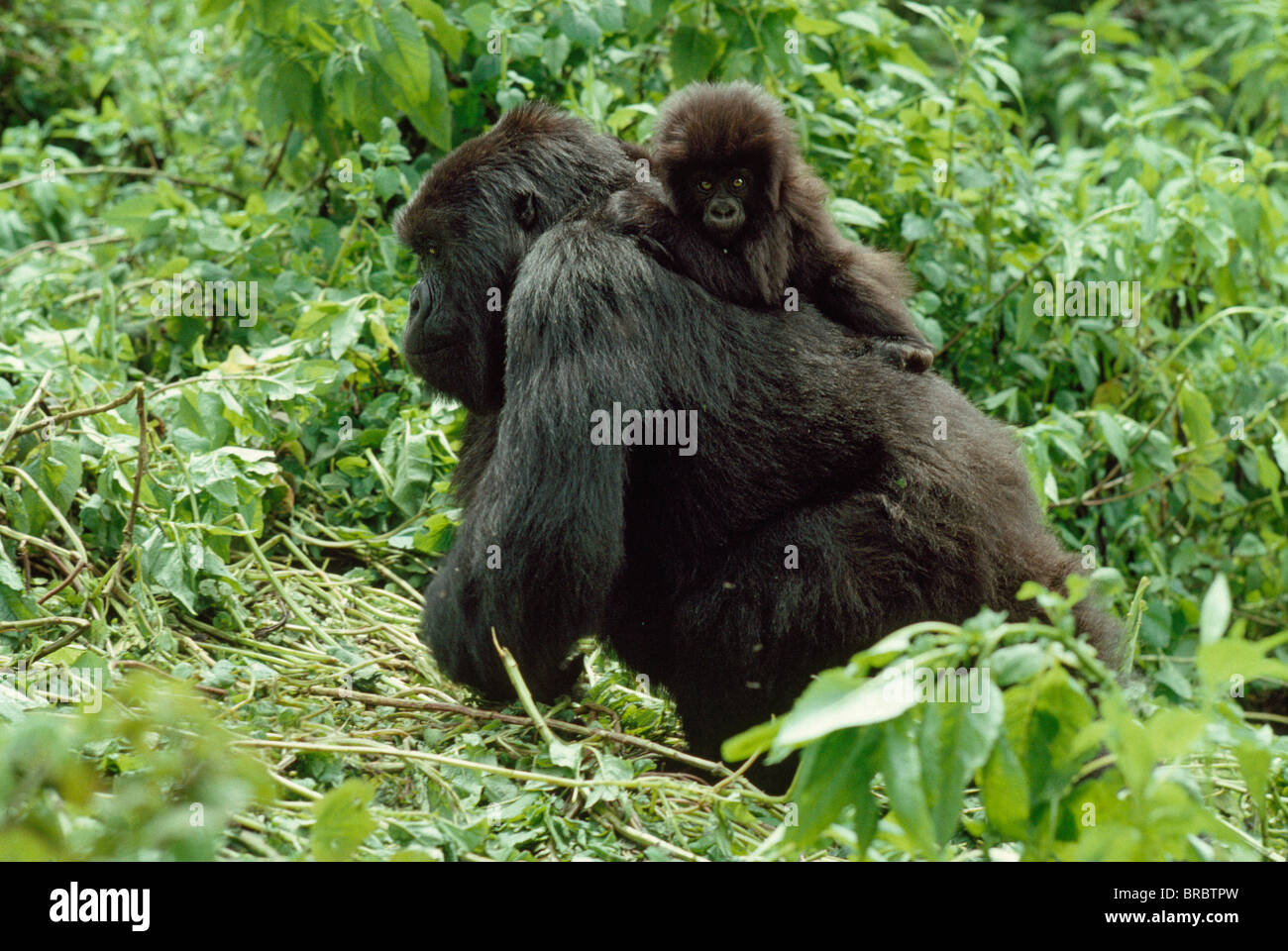 Les gorilles de montagne (Gorilla g. beringei) femelle avec bébé sur le dos, Volcans Virunga, Rwanda Banque D'Images