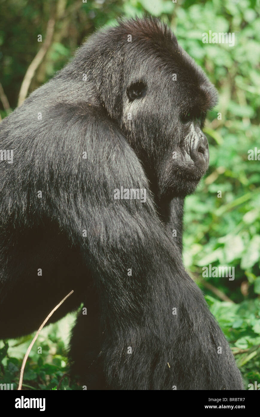 Gorille de montagne (Gorilla gorilla beringei) jeune mâle au dos argenté, Volcans Virunga, Rwanda Banque D'Images