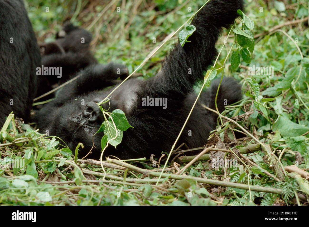 Gorille de montagne (Gorilla gorilla beringei) jouant pour mineurs, Volcans Virunga, Rwanda Banque D'Images