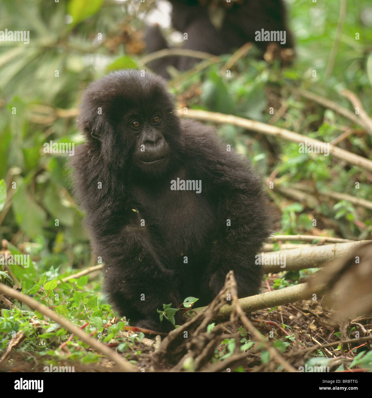 Gorille de montagne (Gorilla gorilla beringei), jeunes volcans Virunga, Rwanda Banque D'Images