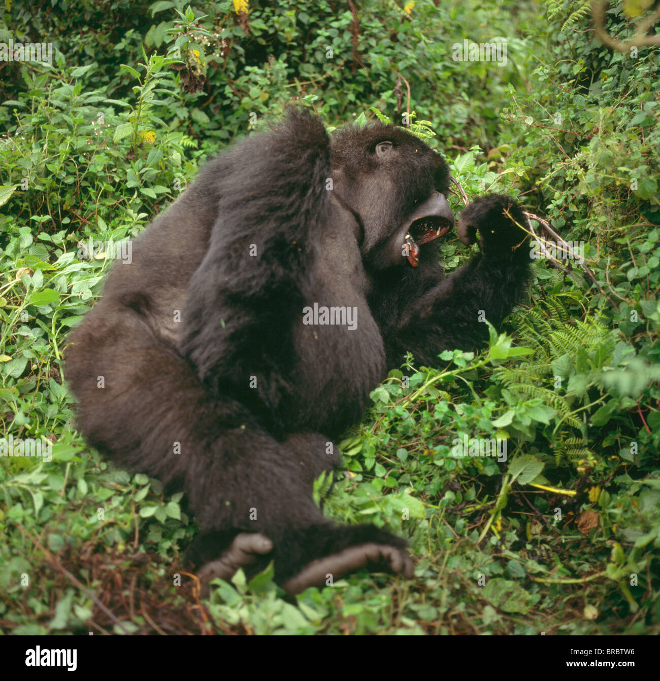 Gorille de montagne (Gorilla gorilla beringei), femelle, bâillements, Volcans Virunga, Rwanda Banque D'Images