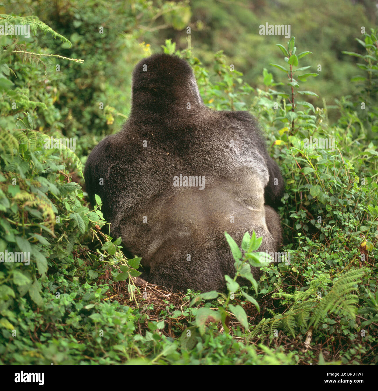 Les gorilles de montagne (Gorilla gorilla beringei) mâle au dos argenté, Volcans Virunga, Rwanda Banque D'Images