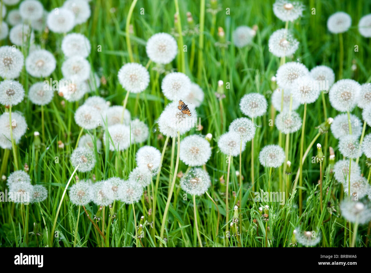 Assis sur un papillon blowball Banque D'Images