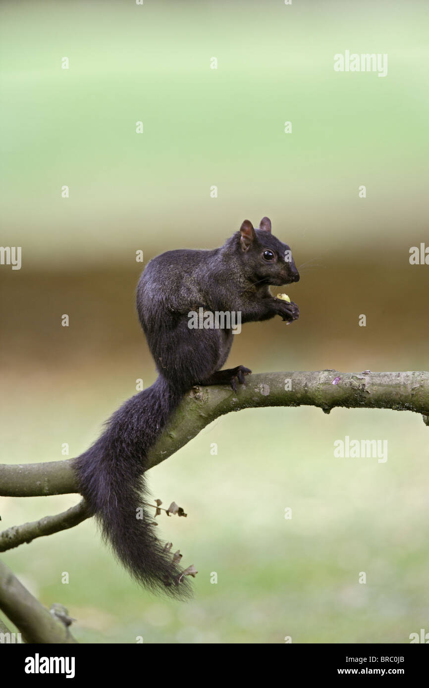 L'écureuil gris (Sciurus vulgaris ) forme noire manger acorn Banque D'Images