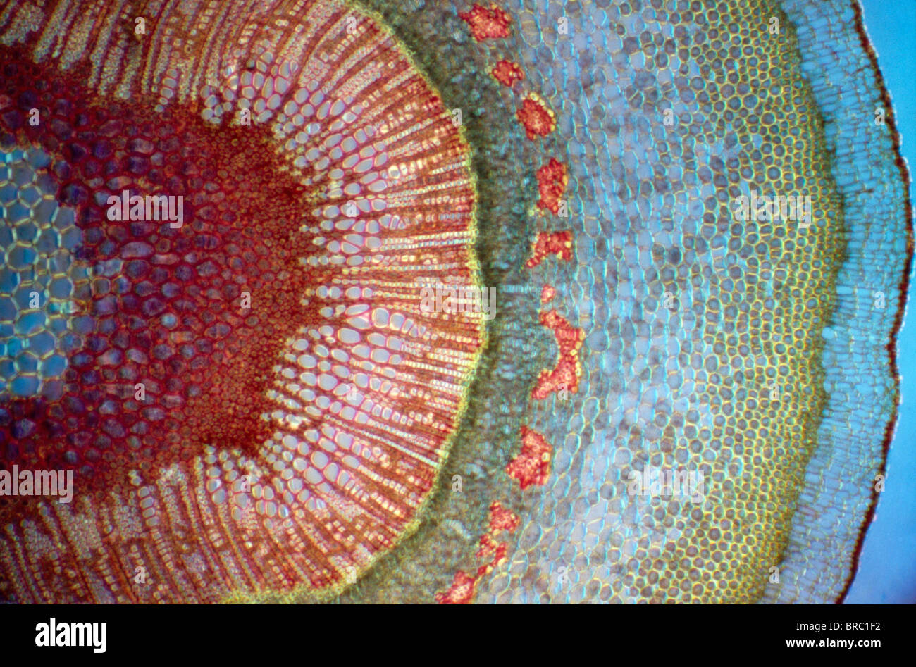 La lumière Microphotographie (LM) d'une section transverse d'une tige d'une politique commune (européen) frêne (Fraxinus excelsior), le grossissement x30 Banque D'Images
