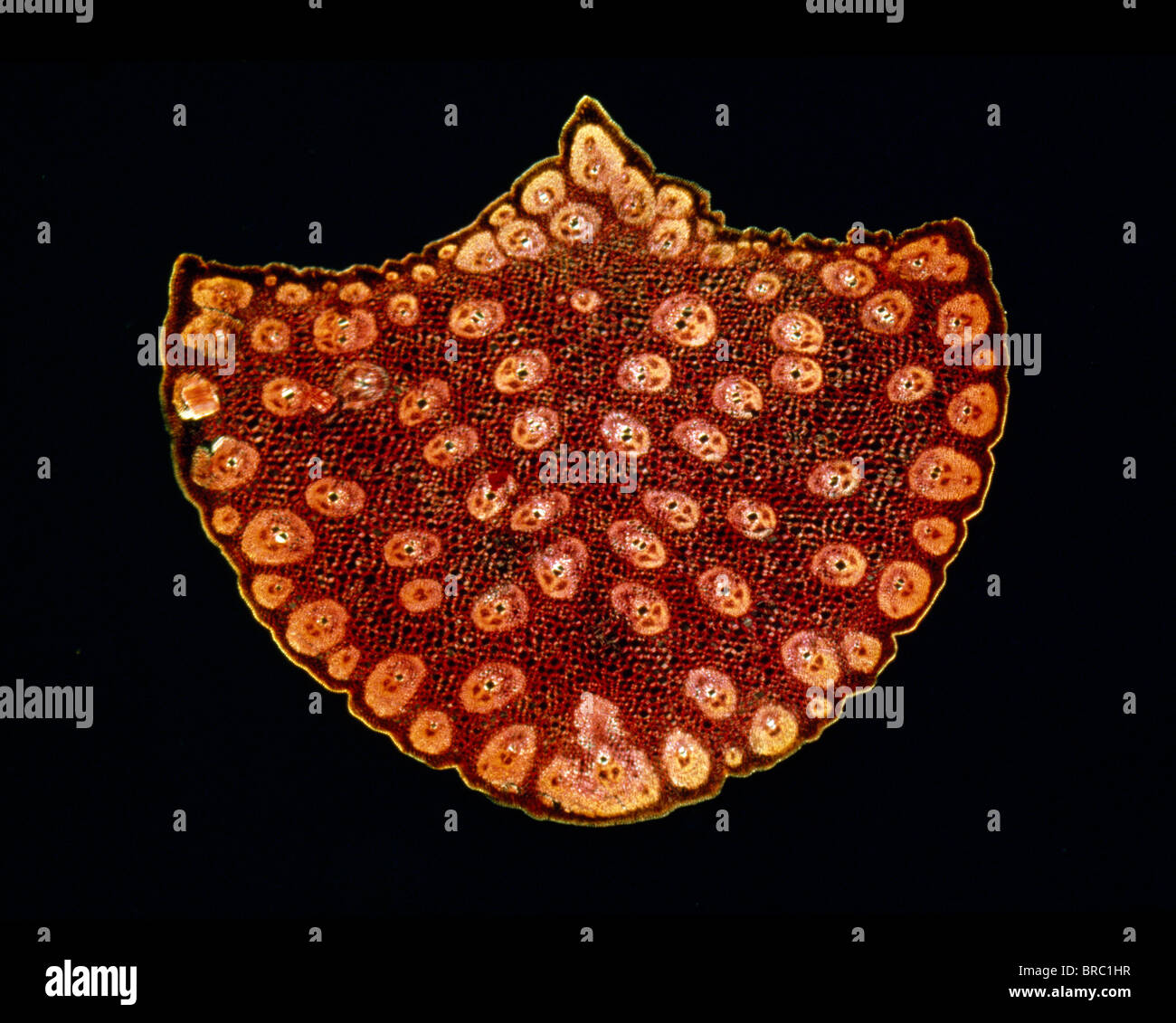 La lumière Microphotographie (LM) d'une section transversale d'une tige d'un palmier, grossissement x12 Banque D'Images