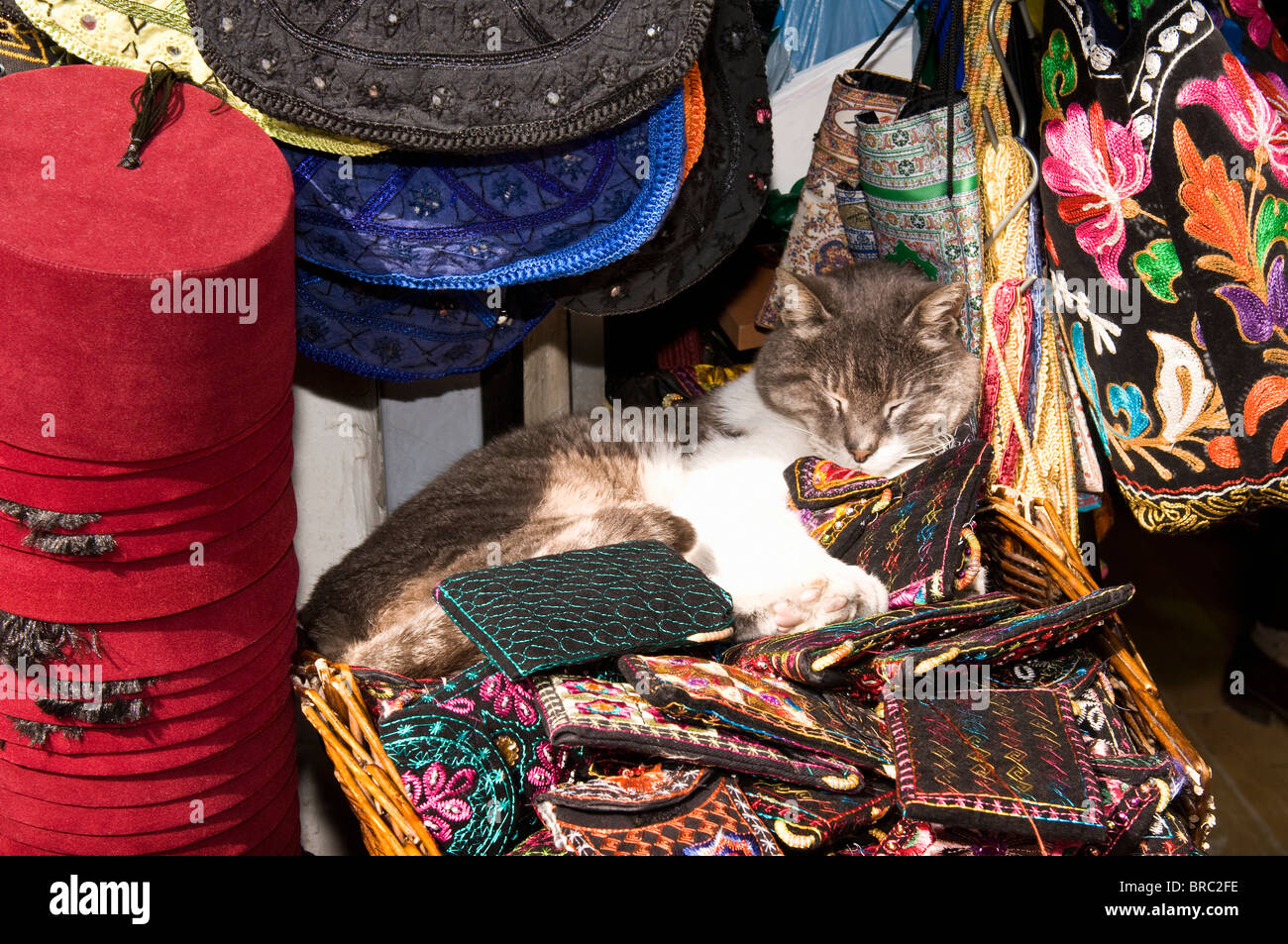 Sleeping cat sur un étal, Grand Bazar, Istanbul, Turquie Banque D'Images