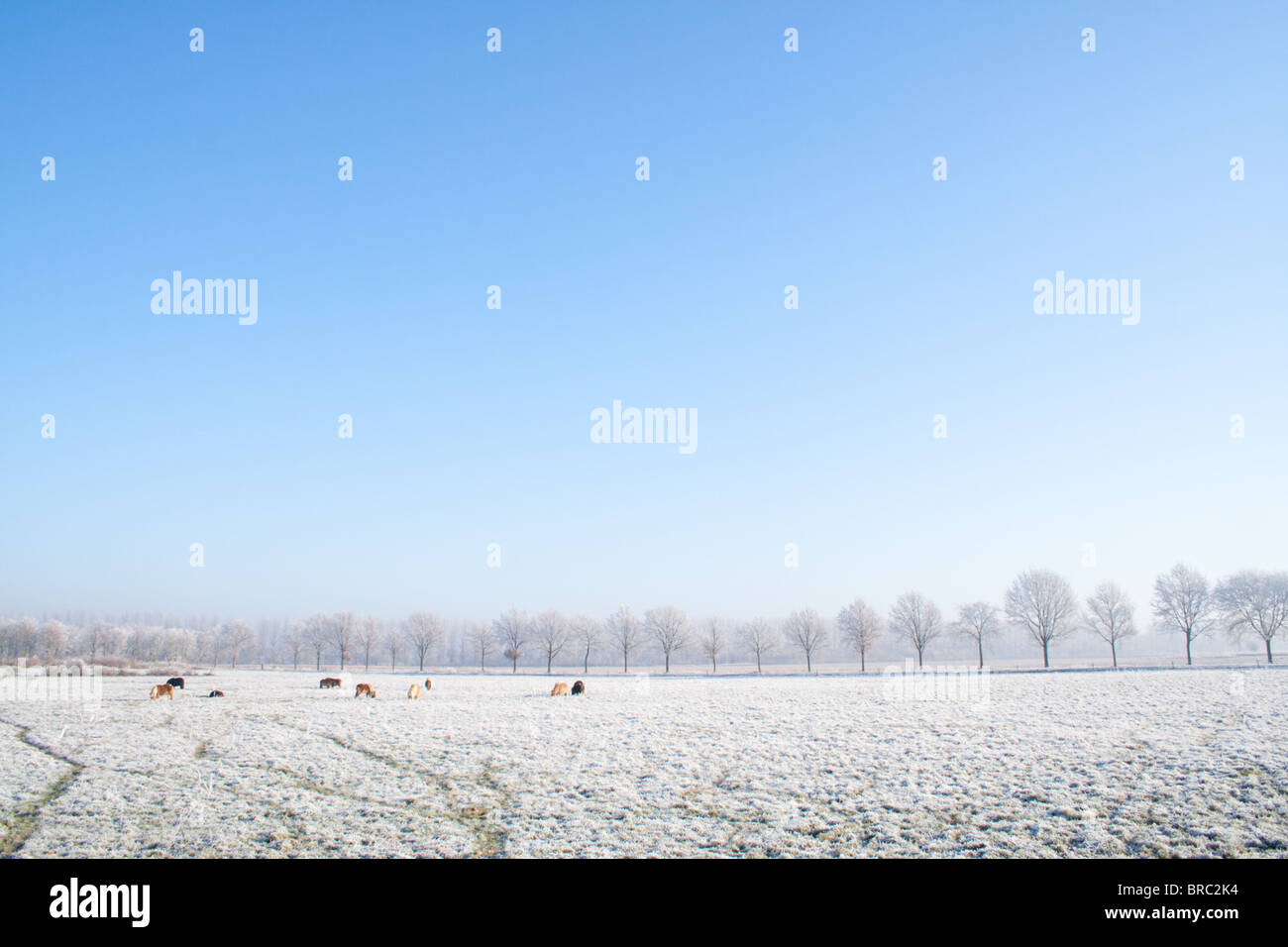 Les chevaux brouter sur une terre agricole couvert de neige avec un ciel bleu Banque D'Images