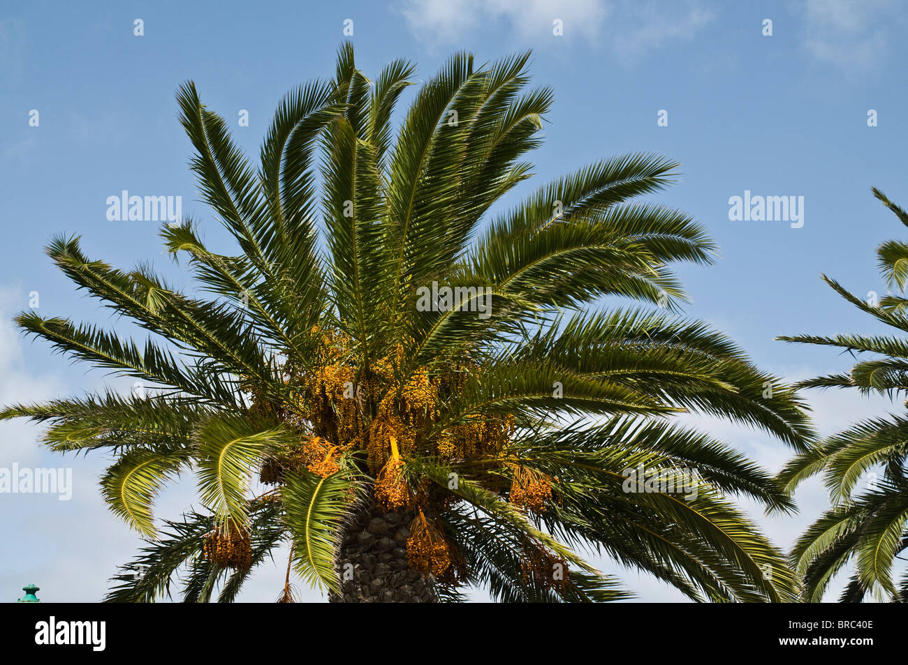 dh Phoenix dactylifera PALMIERS LANZAROTE vent balayé vent soufflage palmier date arbre Banque D'Images