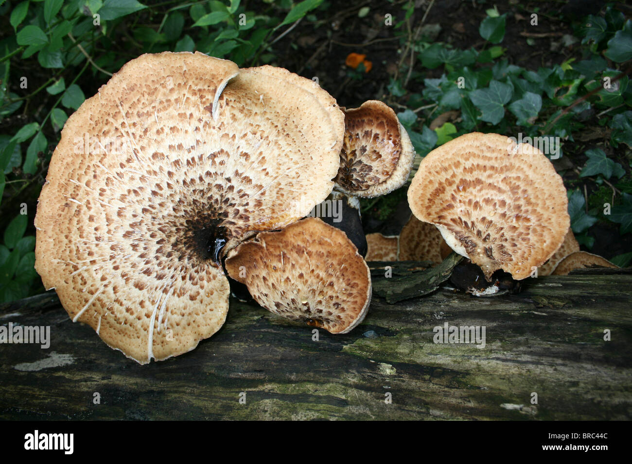 La dryade Polyporus squamosus Champignons selle prise à Dibbinsdale LNR, Wirral, UK Banque D'Images
