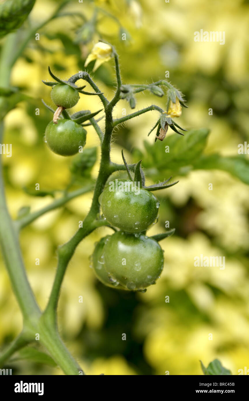 Tomates cerise vertes sur la vigne. Banque D'Images