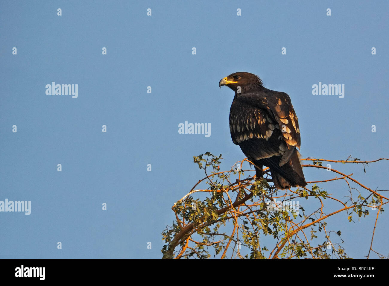 Plus grand aigle (Aquila clanga) perché sur un arbre, dans le Gujarat, Inde Banque D'Images