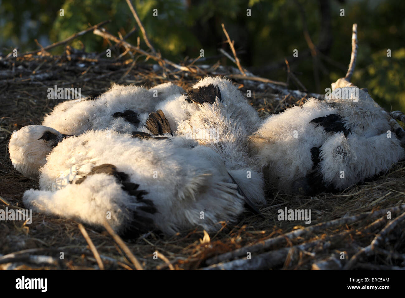 Cigogne Blanche veaux reste dans leur nid au coucher du soleil, près de Castelo Branco, Portugal Banque D'Images