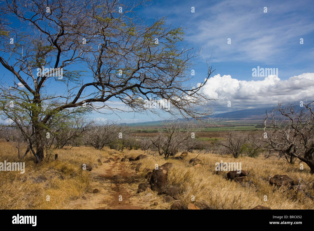 Randonnée sur le sentier de Pali de Lahaina, Maui, Hawaii, sous une belle journée ensoleillée. Vue sur le Volcan Haleakala en arrière-plan. Banque D'Images