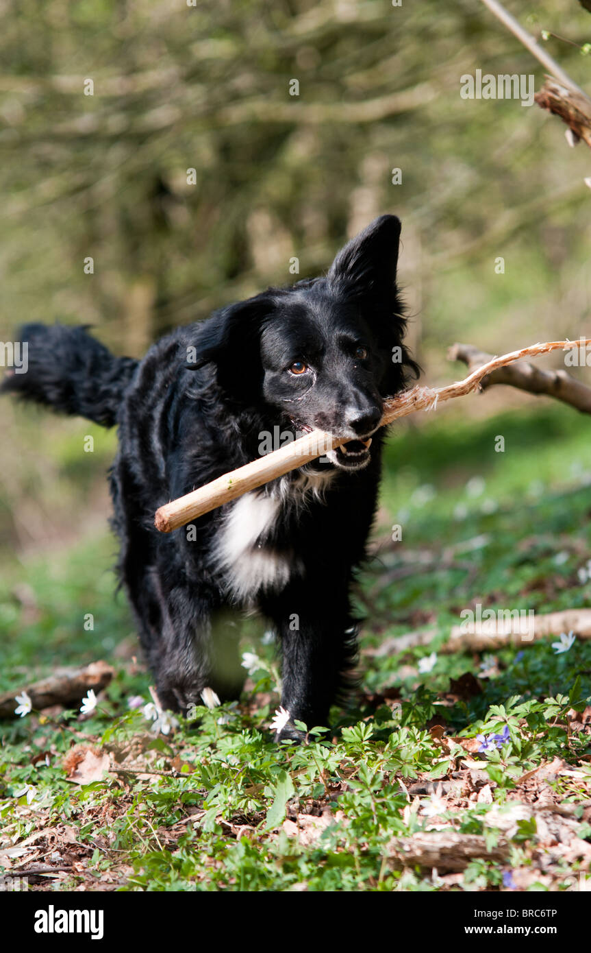 Un collie noir belge croix portant un bâton à travers les bois. Banque D'Images