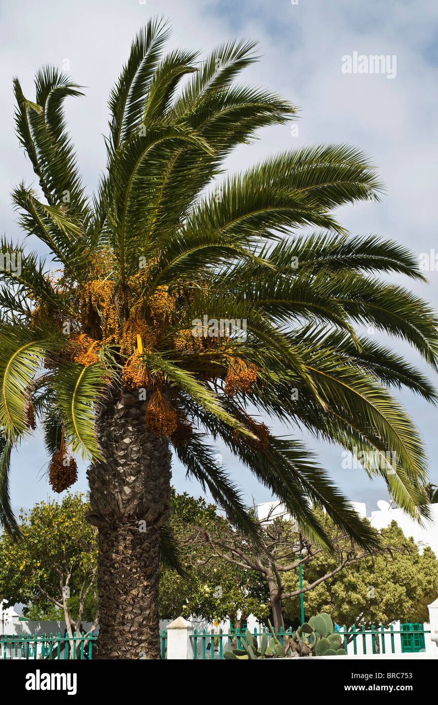 dh Phœnix dactylifera PALMIERS LANZAROTE vent balayé palmiers date arbre vent soufflant de feuilles tropicales Banque D'Images