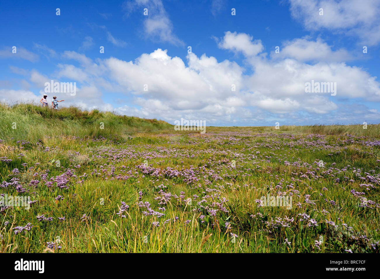 Un joli tapis de lavande de mer, le CLAJ Marais, Norfolk, Angleterre Banque D'Images