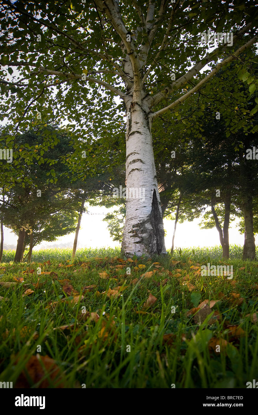 Low Angle View of White Birch Tree , Michigan, USA Banque D'Images