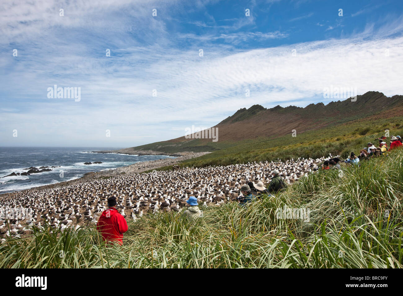 Photographes lors d'une colonie d'albatros à sourcils noirs. Steeple Jason Island, Îles Falkland Banque D'Images