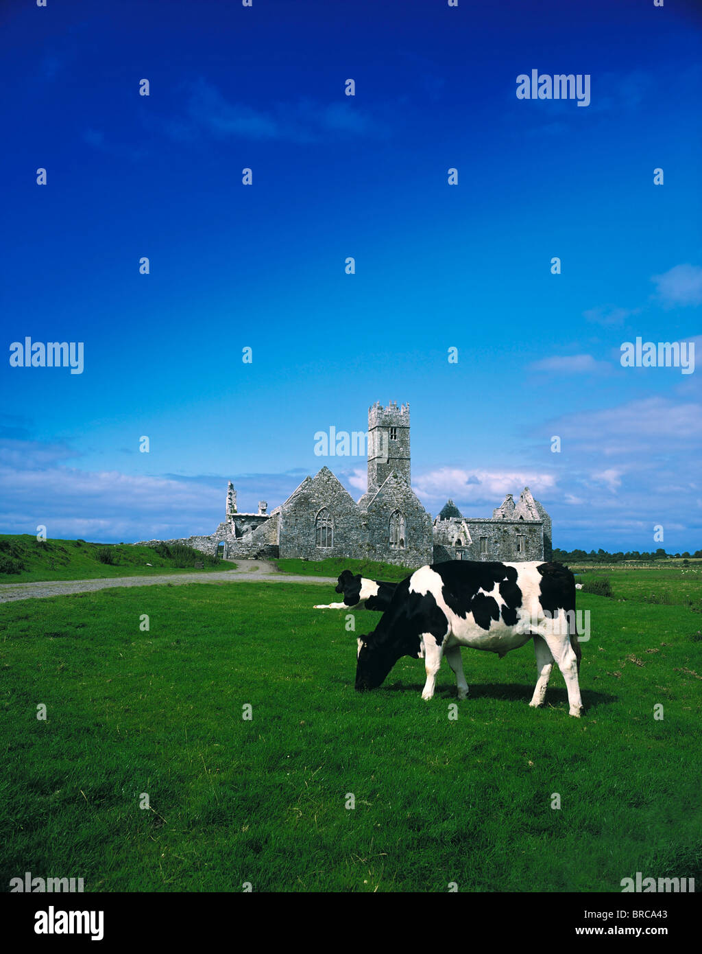 Fresian Bullock, Ross Errilly Friary, Headford, comté de Galway, Irlande Banque D'Images