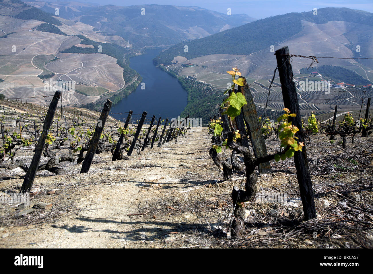 Du vin de vignes, cultivés sur des terrasses le long de la rivière Douro, dans le nord du Portugal Banque D'Images