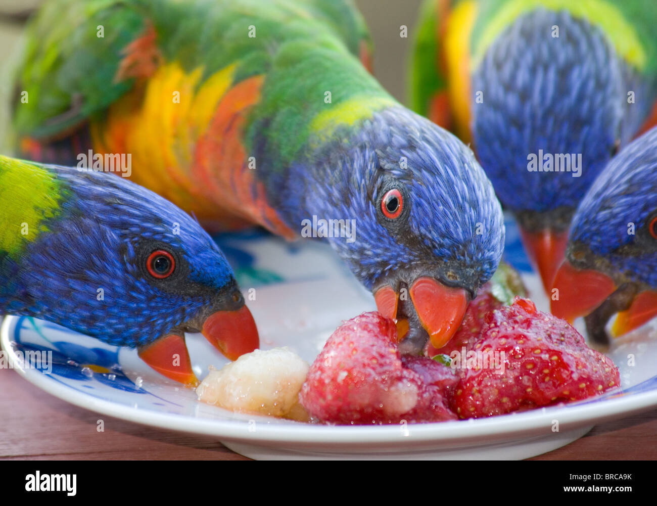 Rainbow loriquets verts (Trichoglossus haematodus), l'alimentation sur les fruits à distribuer, NSW, Australie Banque D'Images