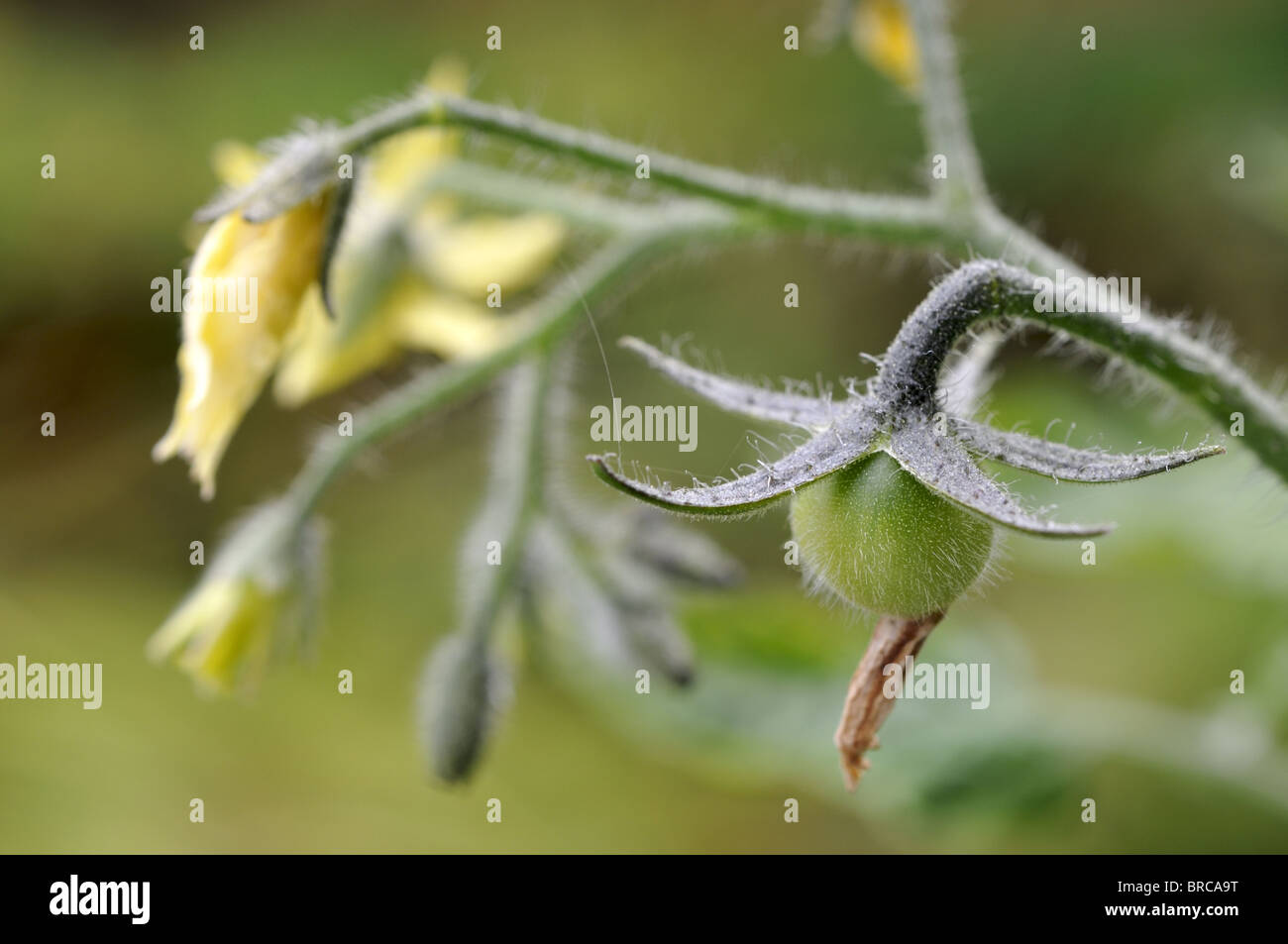 Tomates cerise vertes sur la vigne. Banque D'Images
