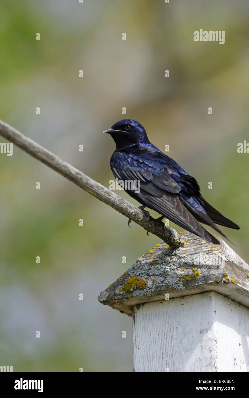 Purple Martin Progne subis avec le contact d'oeil perché sur un bâton Banque D'Images