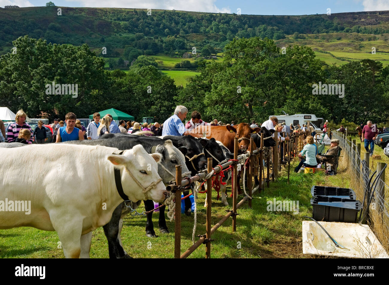 Vaches de bétail animaux de ferme en compétition dans Rosedale Agricultural Show in Été North Yorkshire Angleterre Royaume-Uni GB Grande-Bretagne Banque D'Images