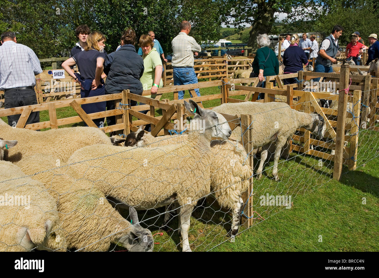 Les visiteurs de Bluefaced Leicester moutons en plumes à Rosedale Salon agricole en été North Yorkshire Angleterre Royaume-Uni GB Grande-Bretagne Banque D'Images