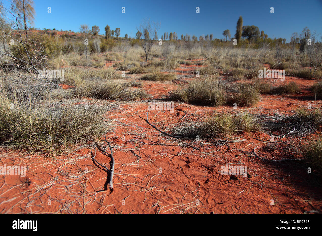 Végétation typique dans le centre du désert australien. Banque D'Images