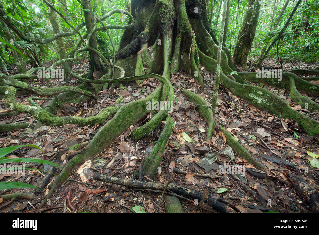 Madidid : Parc National de la forêt tropicale : Tree Chalalan Corns et la Forêt Tropicale Banque D'Images