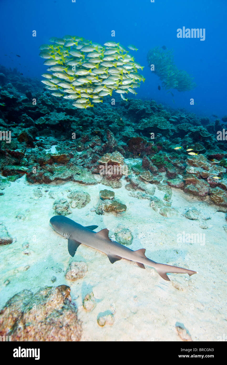 Requin à pointe blanche, Triaenodon obesus, îles Cocos, Pacifique Banque D'Images