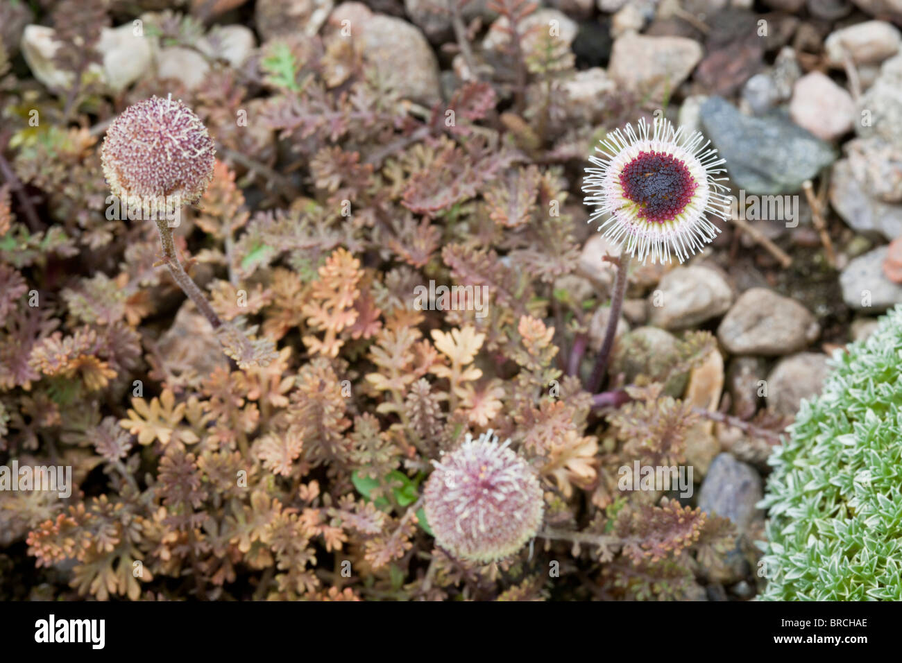 Leptinella atrata luteola, une plante vivace formant des tapis d'evergreen pas plus de 1 po (2.5 cm) de haut Banque D'Images
