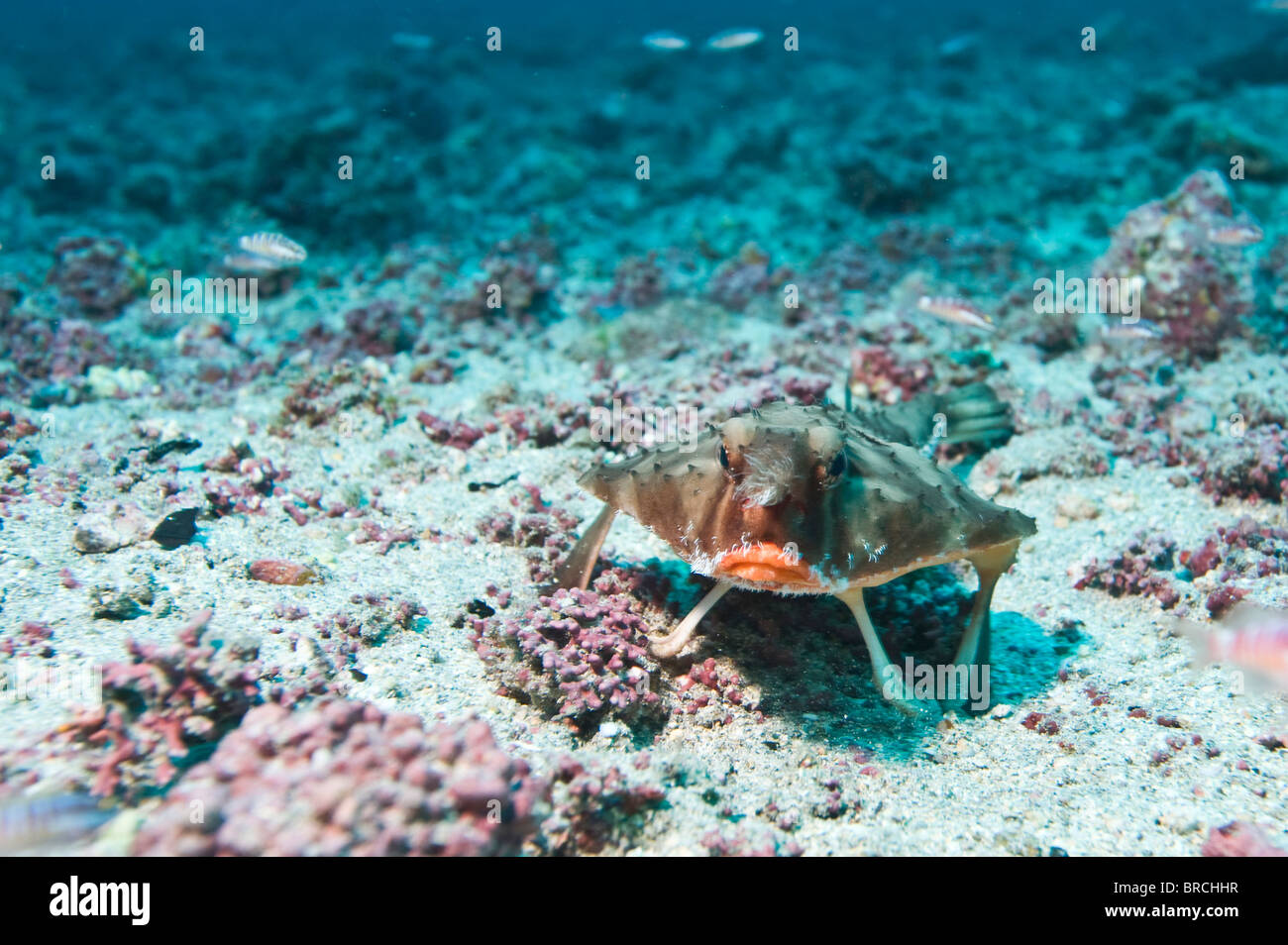 L'île Cocos, poisson chauve-souris, du Costa Rica, de l'Océan Pacifique Banque D'Images