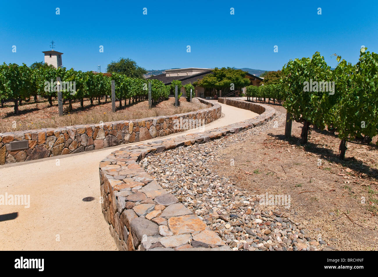 Vue sur les vignes de la Robert Mondavi Winery, Napa Valley, Californie, USA Banque D'Images