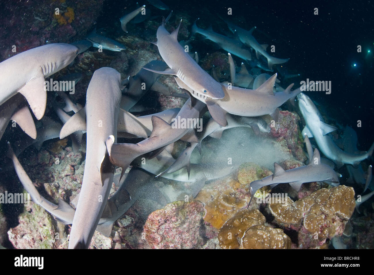 Les requins à pointe blanche Triaenodon obesus, chasse, dans la nuit, îles Cocos, Pacifique Banque D'Images
