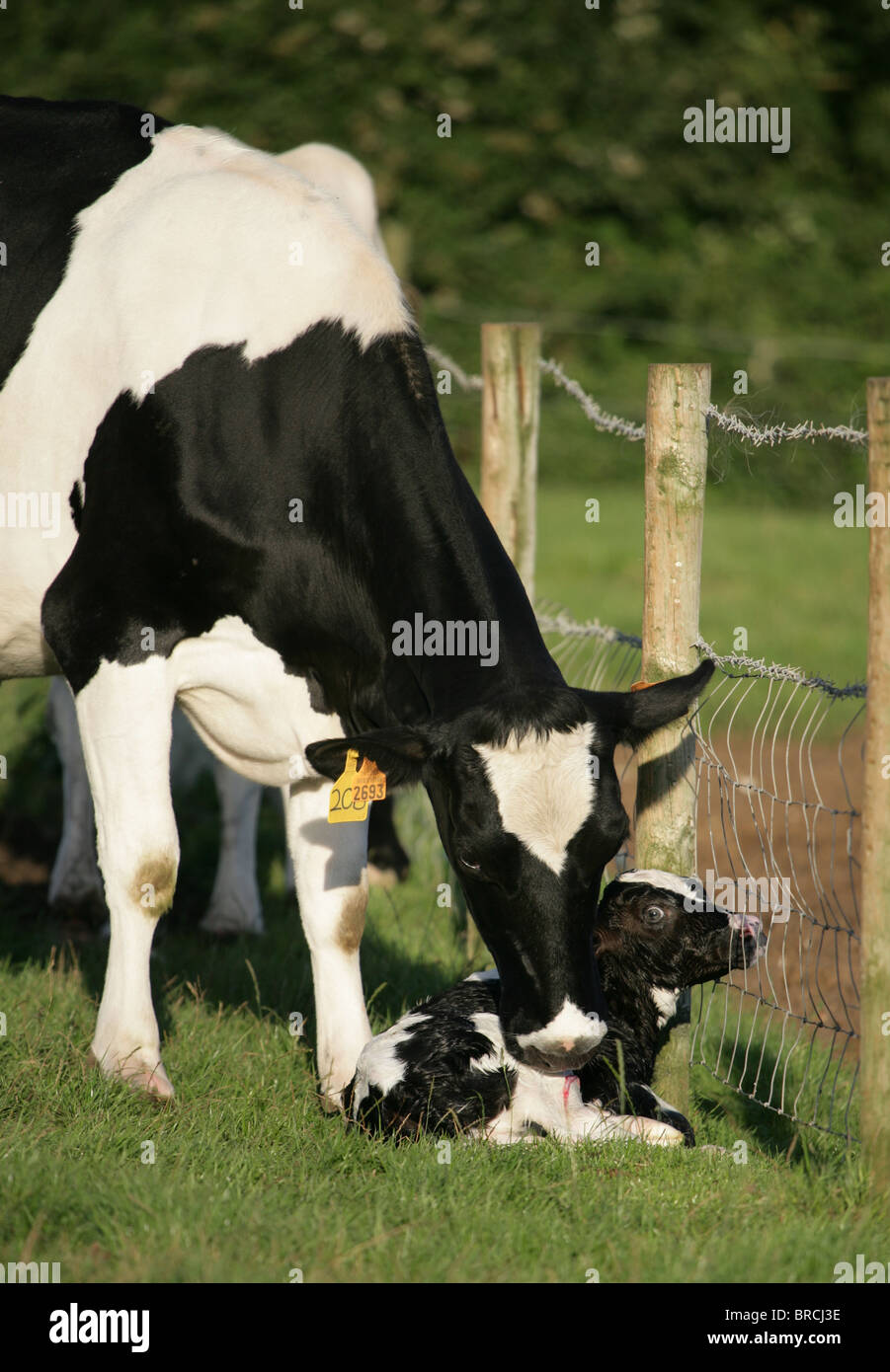 Les bovins laitiers seule femelle adulte avec new born calf Dorset, UK Banque D'Images