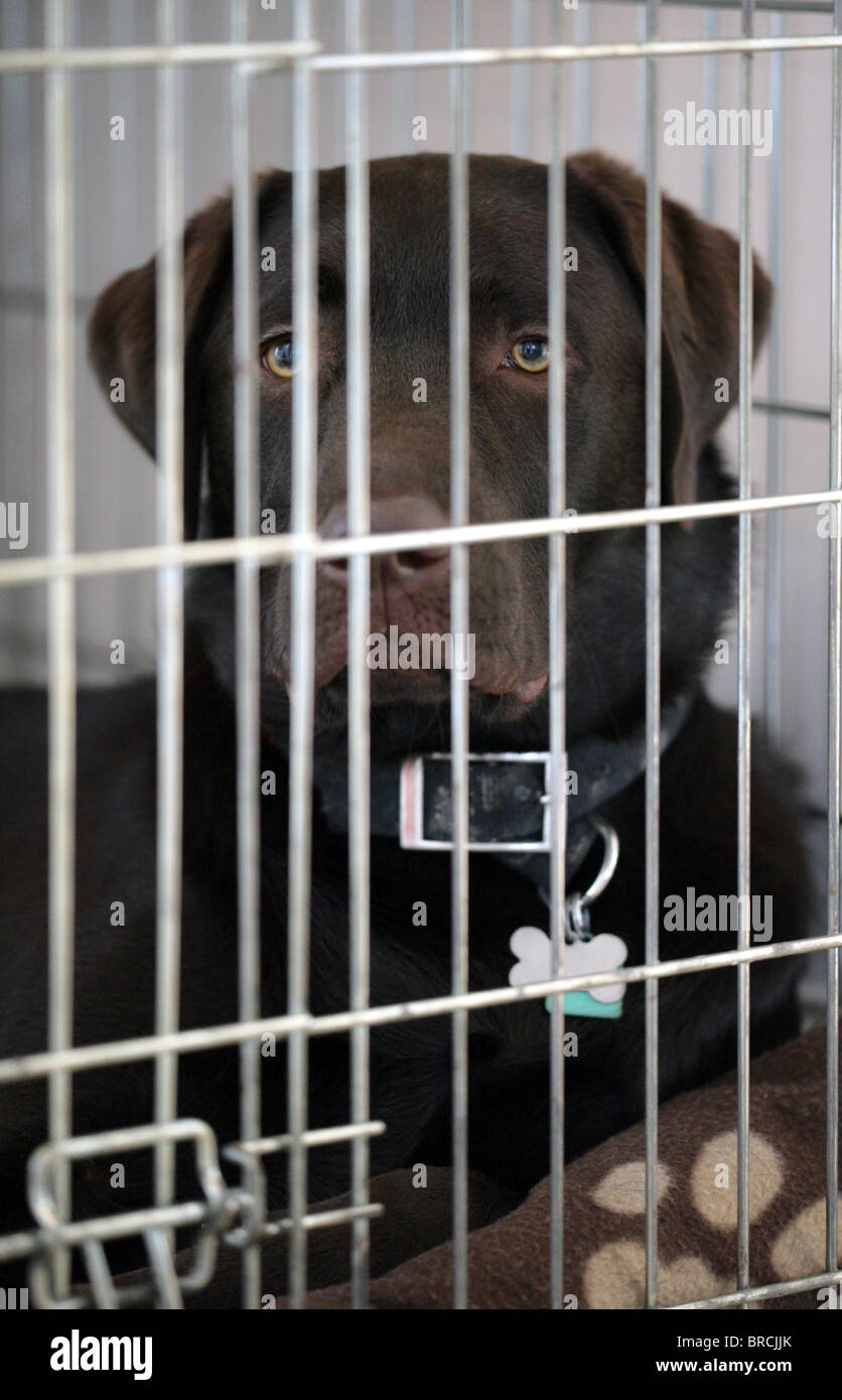 Labrador retriever chien seul dans la cage UK Banque D'Images