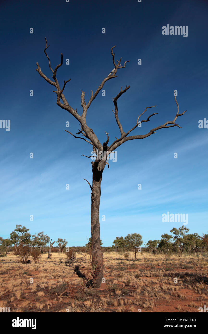 Un seul arbre du bois mort dans la partie centrale du désert australien. Banque D'Images