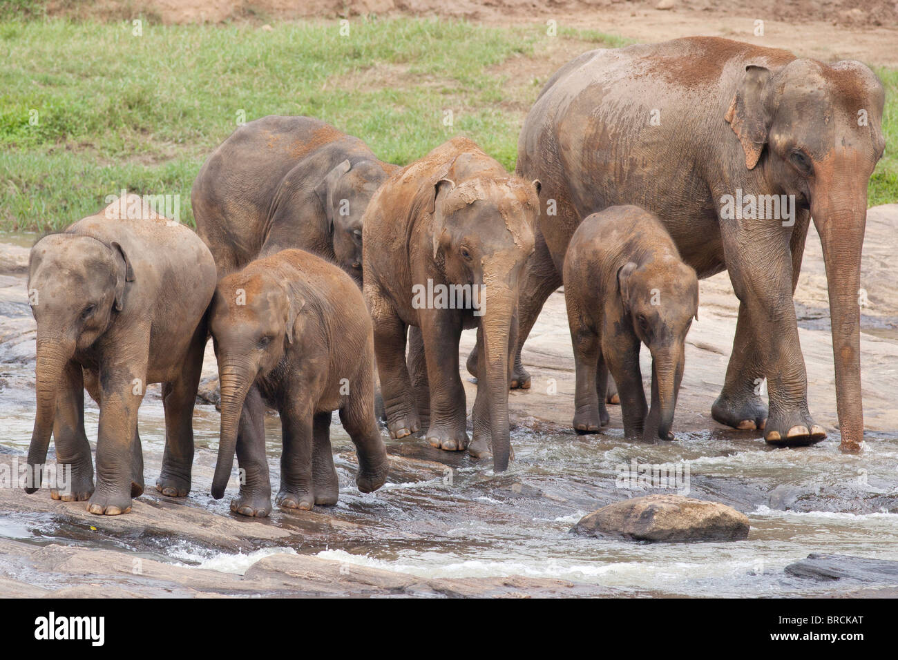 Un groupe d'éléphants debout dans une rivière peu profonde près de l'orphelinat des éléphants de Pinnawela au Sri Lanka Banque D'Images