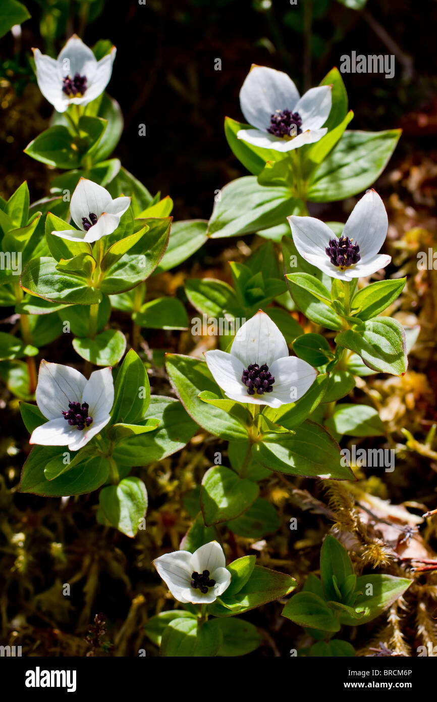 Dwarf Cornel, Cornus suecica Banque D'Images