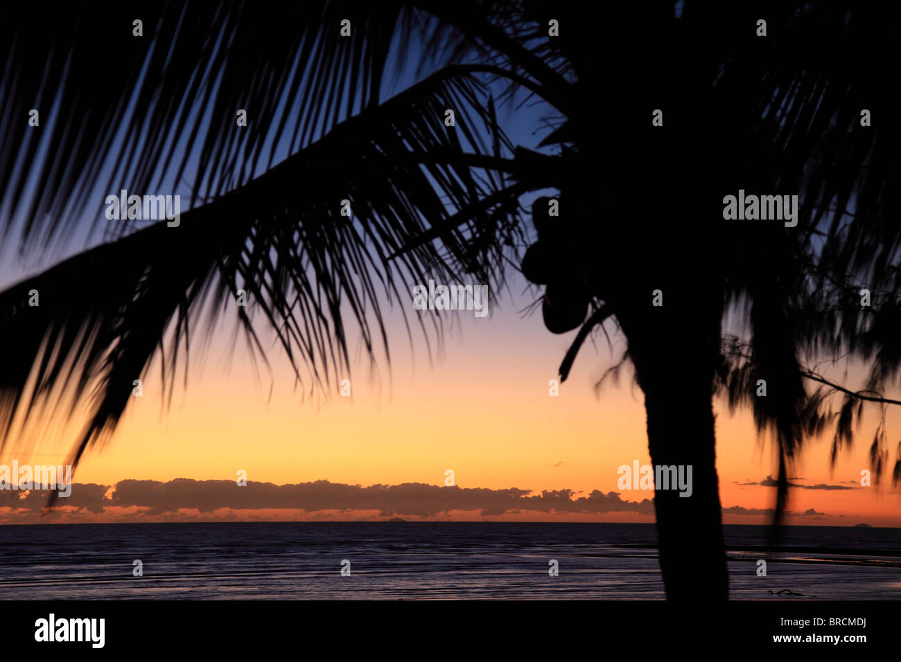 Palmier devant le coucher du soleil. Banque D'Images