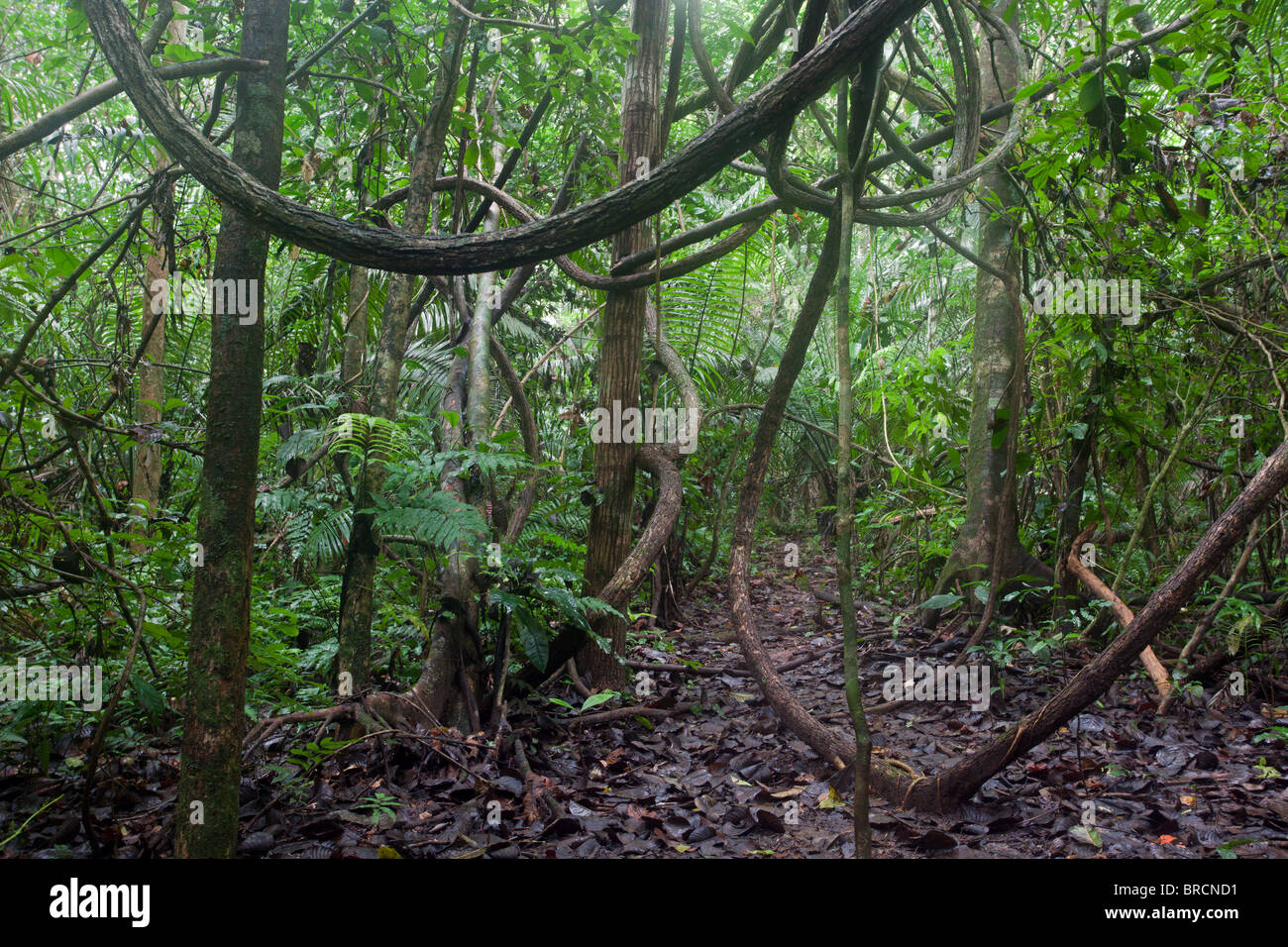 Forêt Tropicale Forêt Tropicale Chalalan : Banque D'Images