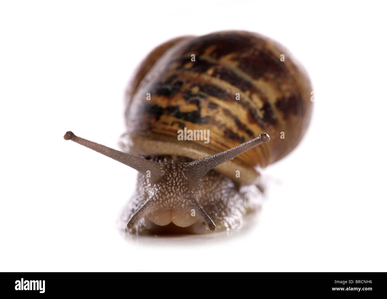 Jardin commun Escargot Helix aspersa adulte seul dans studio UK Banque D'Images