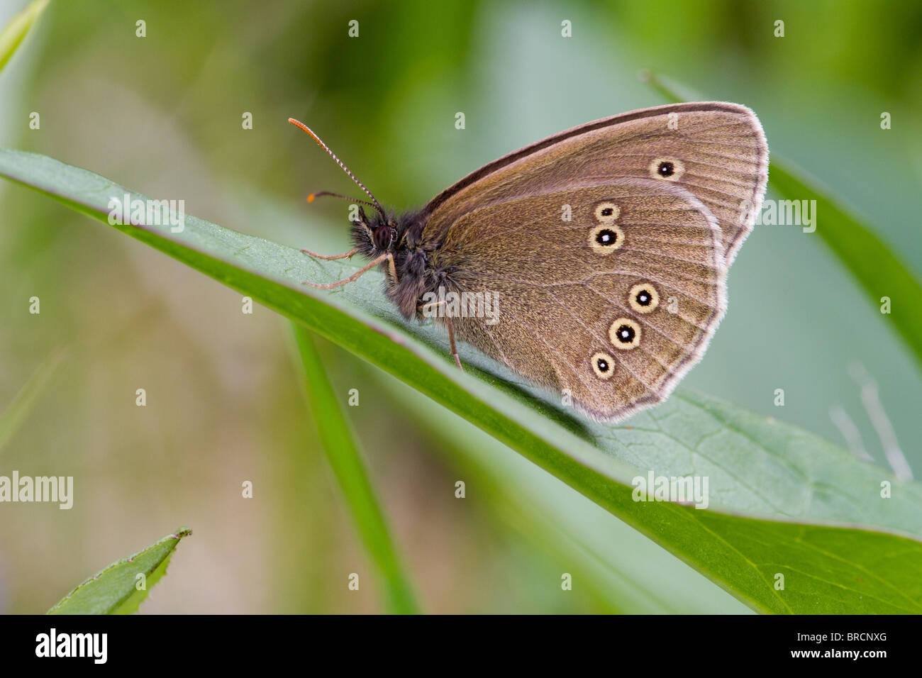Aphantopus hyperantus un papillon, Banque D'Images