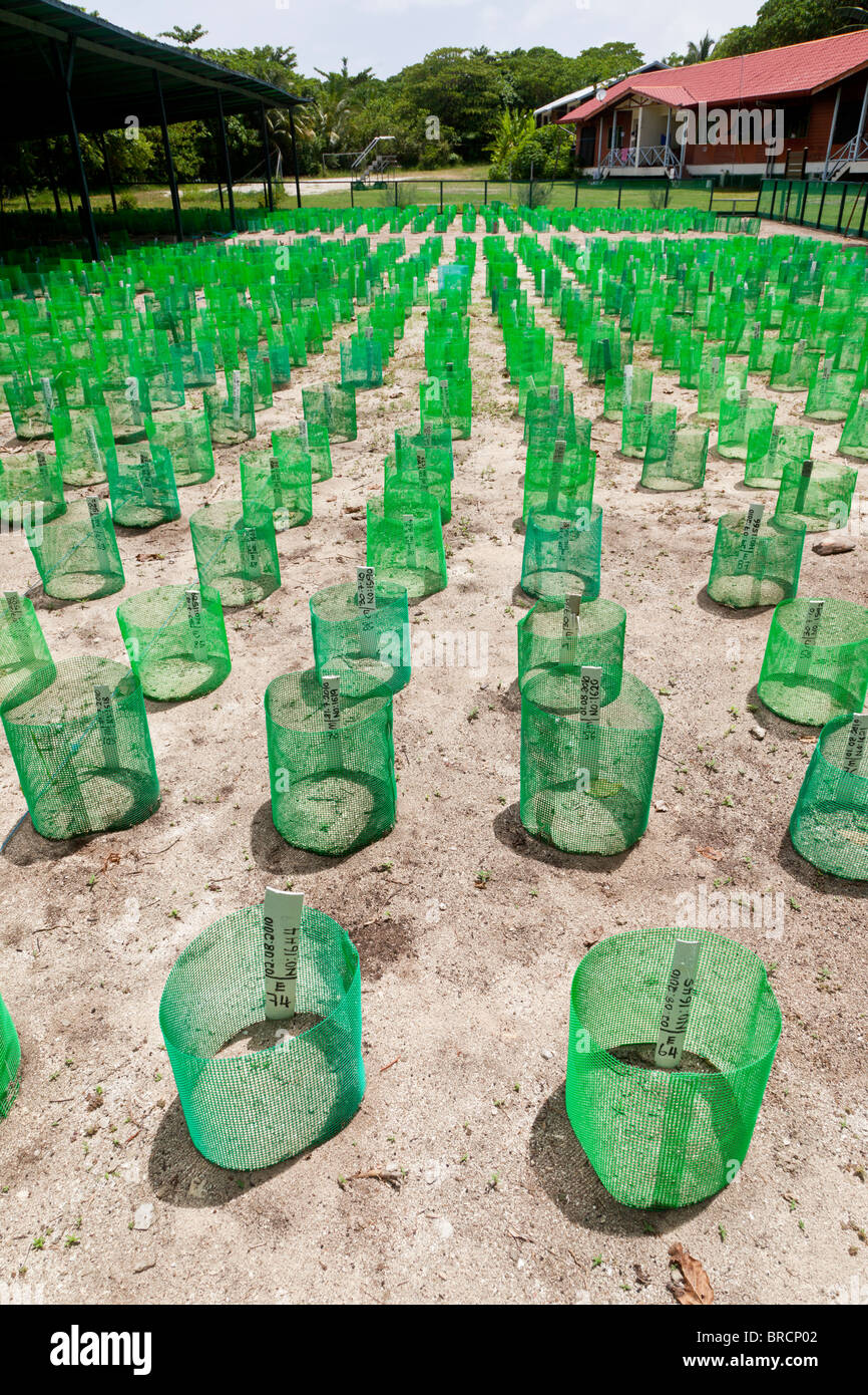 Les nids de tortue artificielle à la turtle hatchery, Bakkungan Kecil, Sabah Banque D'Images