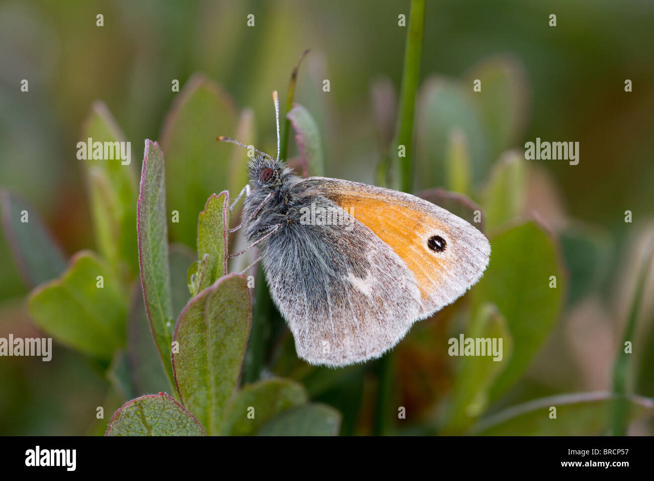 Papillon Small Heath, Coenonympha pamphilus, sur Bog Myrtle, Myrica gale Banque D'Images